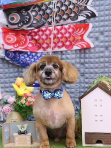 20230518チョビ助くん